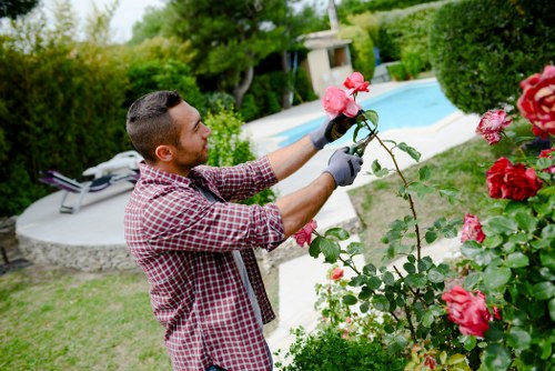 Professional tree lopping services in Mill Hill