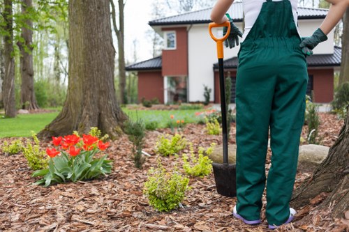 Safe tree removal process in Mill Hill